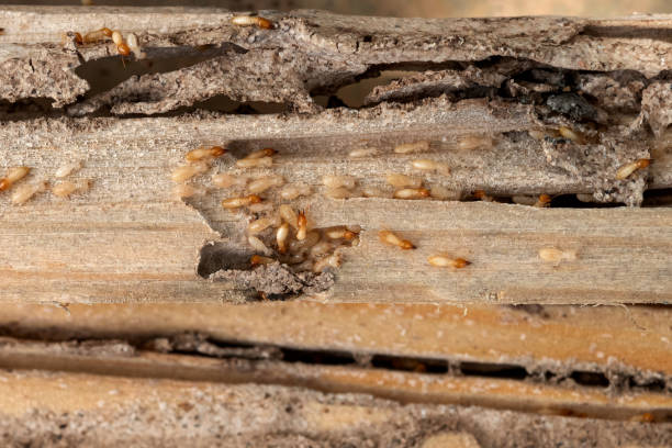 Best Mosquito Control Services  in Monroeville, PA